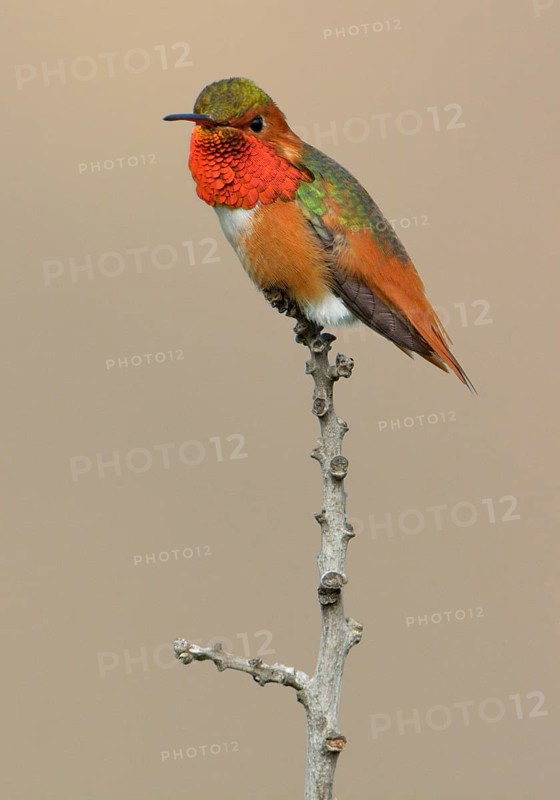 Allen's Hummingbird Male (Selasphorus sasin) - Rancho Palos Verdes, California