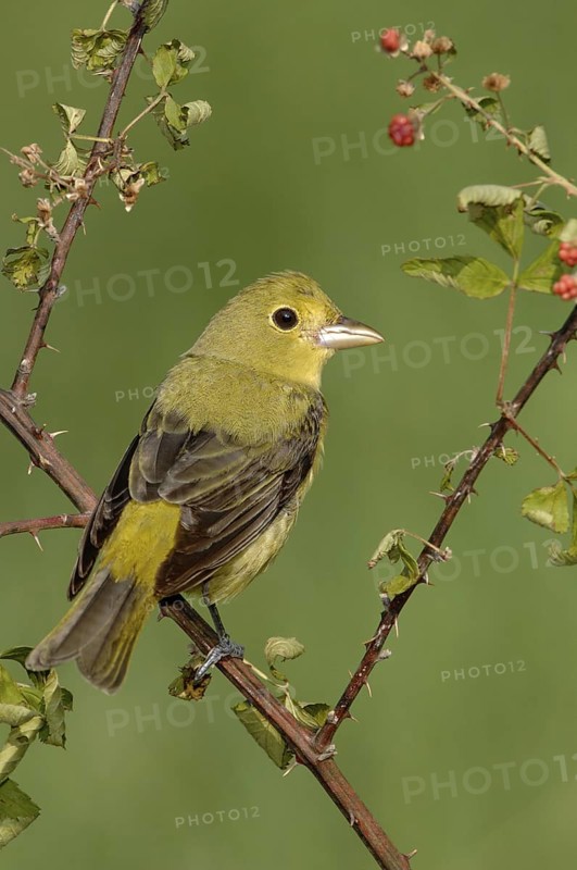 Scarlet Tanager (Piranga olivacea) female, Texas, USA