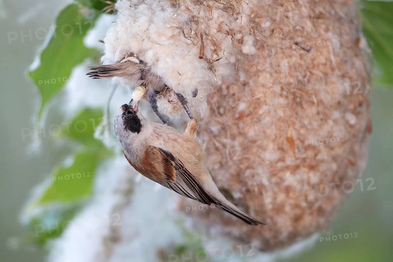 Eurasian Penduline Tit (Remiz pendulinus) female removing faeces out of the nest, Saxony-Anhalt, Germany