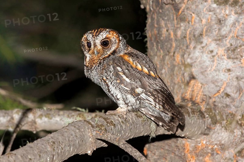 Flammulated Owl Psiloscops flammeolus Santa Catalina Mountains, Pima County, Arizona, United States 4 May Adult male vocalizing. Strigidae