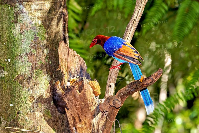 A colourful bird sits on a tree branch and gazes with interest at its surroundings, A jewelled kitta in the jungle of Ratnapura in Sri Lanka (Urocissa ornata)