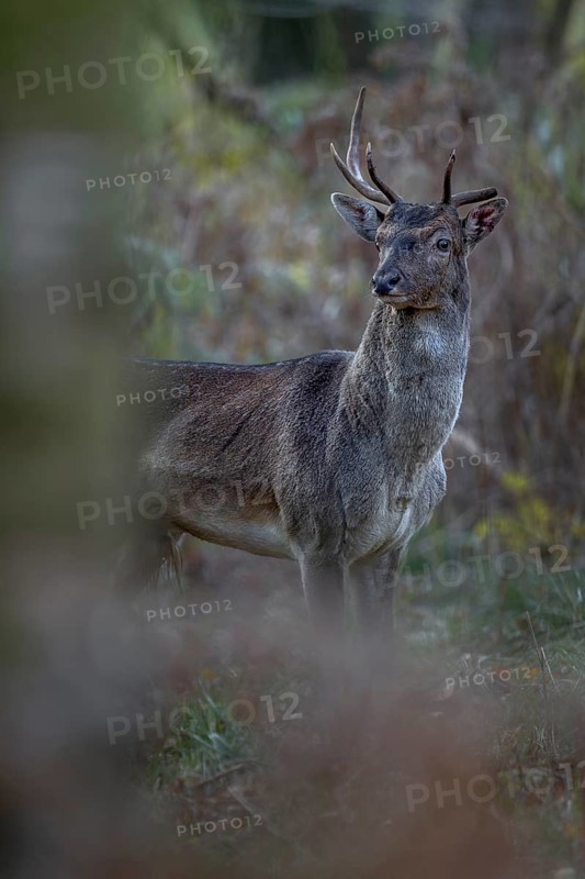A young fallow deer (Dama dama) with broken antlers and a bloody ear appears in front of the camera, perhaps he is also a real bully, rut, mating season, deer rut, autumn, October, Germany