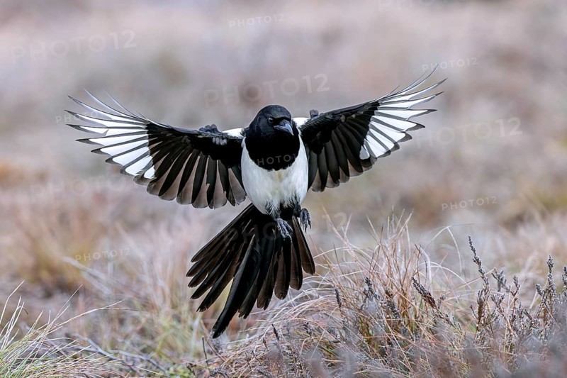 Eurasian magpie, common magpie (Pica pica) adult in flight, landing with spread open wings in grassland in winter