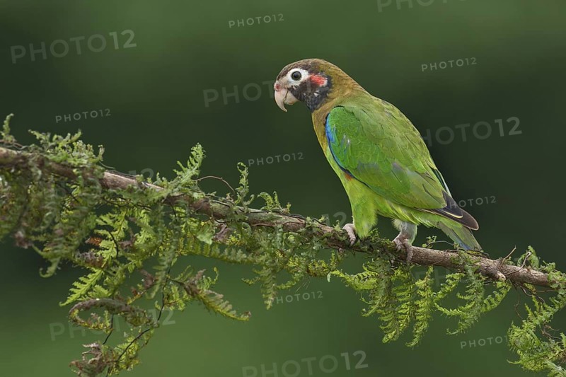 Brown-hooded Parrot (Pyrilia haematotis), Costa Rica