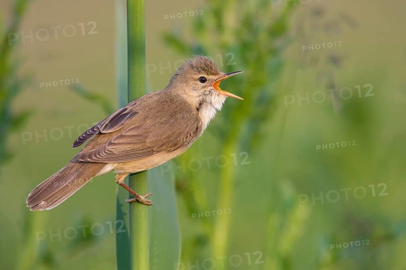 Marsh Warbler (Acrocephalus palustris) male singing in reeds, Poland