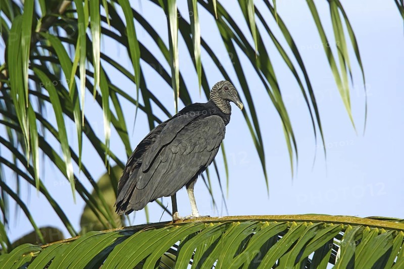 Black Vulture Coragyps atratus Gulfito, Costa Rica 6 November Adults roosting in early morning. Cathartidae
