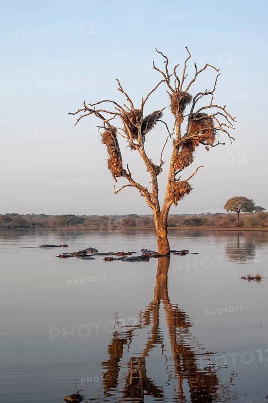 Still lake with reflection and dead tree full of bird nests, hippos (Hippopatamus amphibius), group in the water in the morning light, adult, Kruger National Park, South Africa