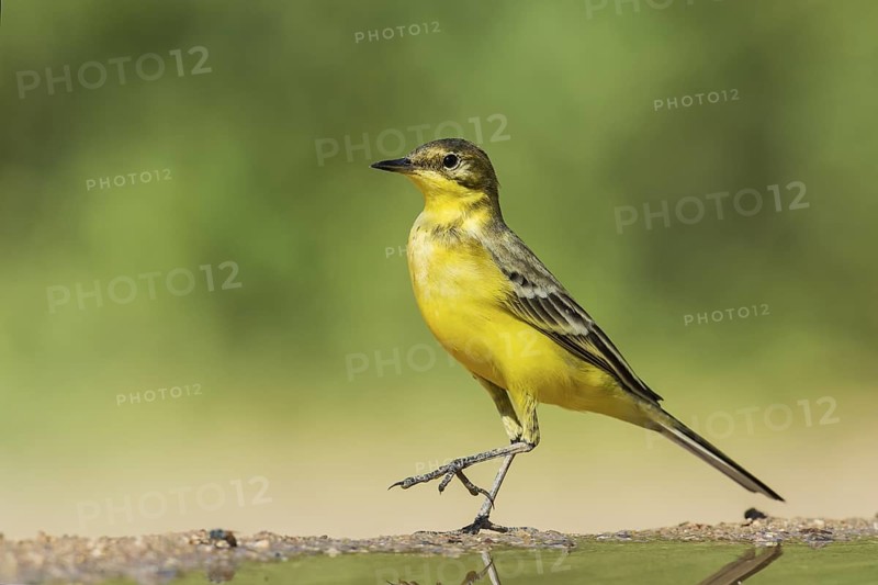 Western Yellow Wagtail (Motacilla flava), Eilat, Israel