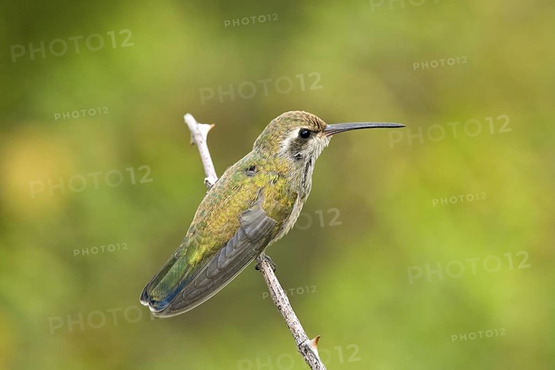 Broad-billed Hummingbird Cynanthus latirostris Portal, Cochise County, Arizona, United States 17 August Immature Trochilidae