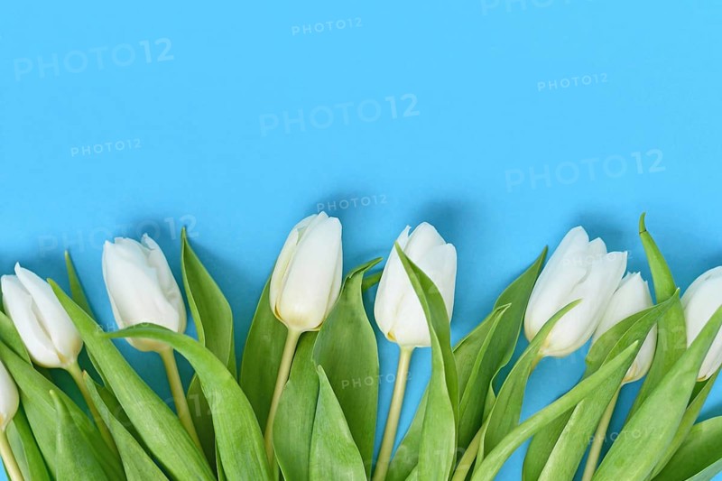 Bunch of white Tulip spring flowers on blue background with copy space