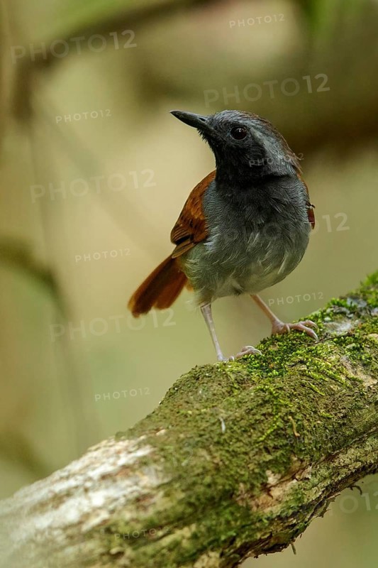 White-bellied Antbird (Myrmeciza longipes) perched on a branch in the grasslands of Guyana