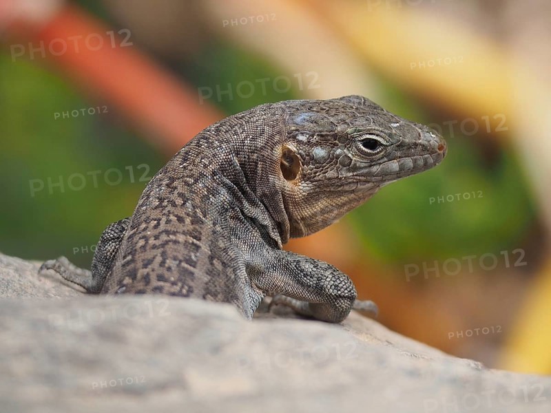 Gran Canaria giant lizard (Gallotia stehlini)