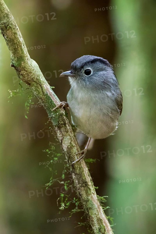 Mountain Fulvetta (Alcippe peracensis) perched on a branch, Bidoup National Park, Vietnam