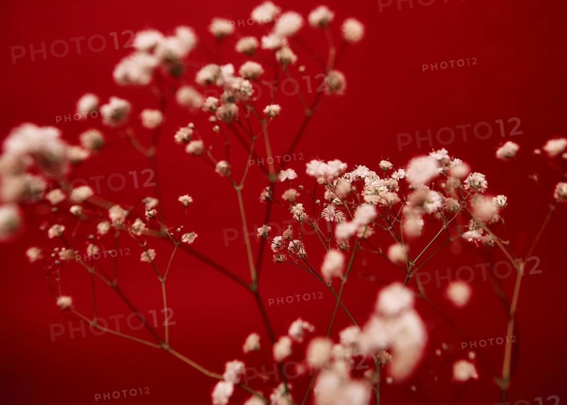 Delicate white flowers, beautifully contrast against a rich red backdrop. The image captures the elegance and simplicity of nature in a striking composition