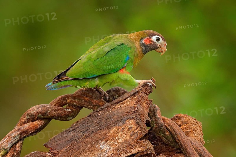 Detail of parrot head. Brown-hooded Parrot, Pionopsitta haematotis, portrait of light green parrot with brown head. Detail close-up portrait of bird from Central America. Wildlife scene from tropical nature