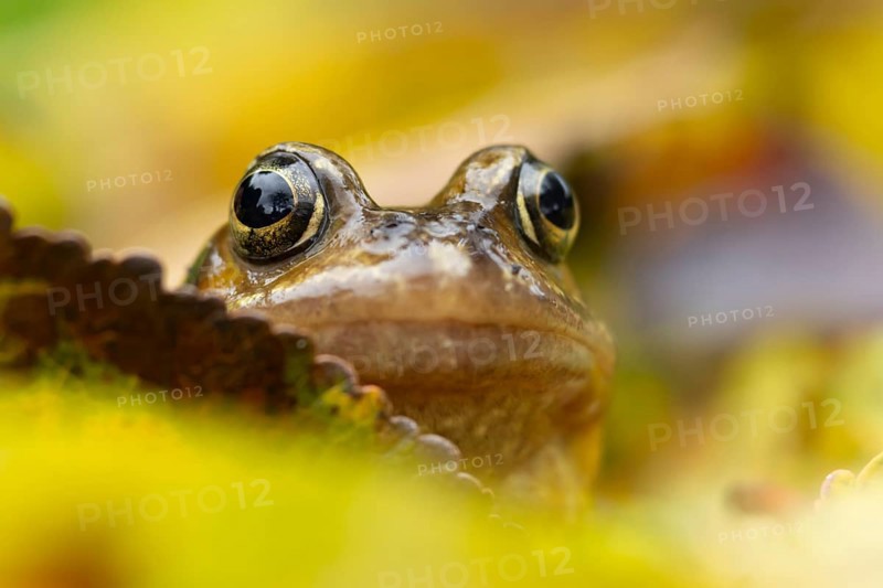 Common frog (Rana temporaria) adult amphibian amongst fallen autumn leaves in a garden, England, United Kingdom