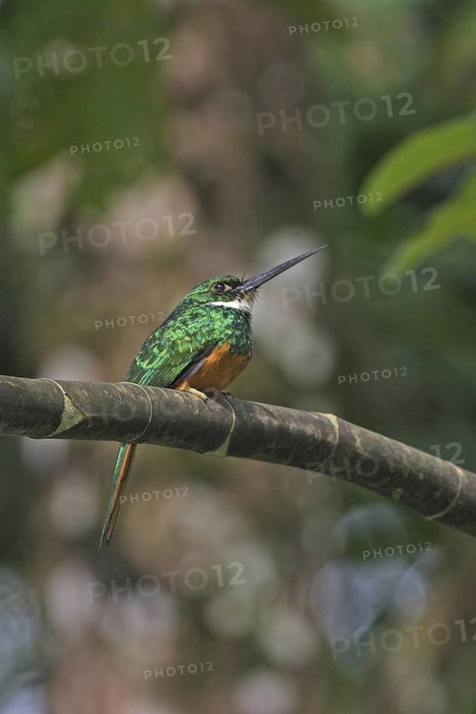 Rufous-tailed Jacamar (Galbula ruficauda) male, Costa Rica