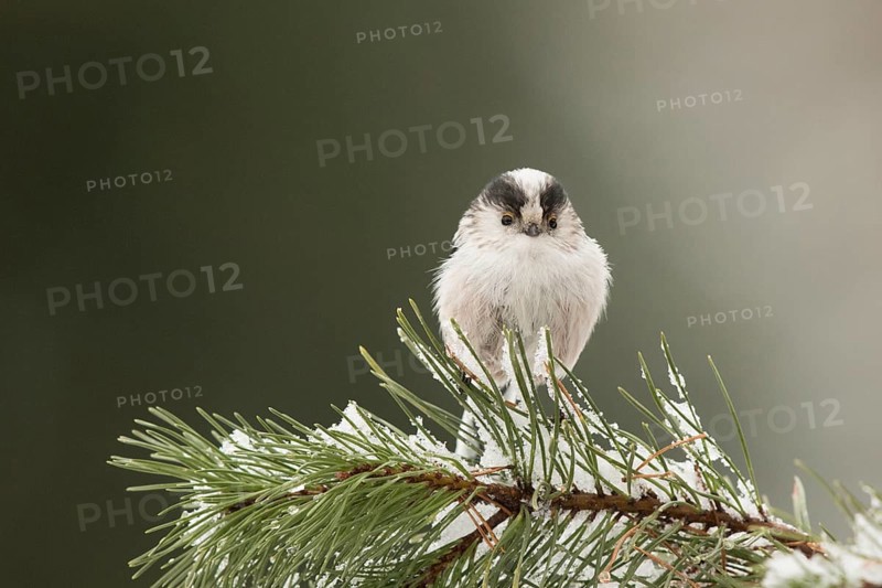 Long-tailed Tit (Aegithalos caudatus europaeus) perched on a sprucy branch, Bavaria, Germany