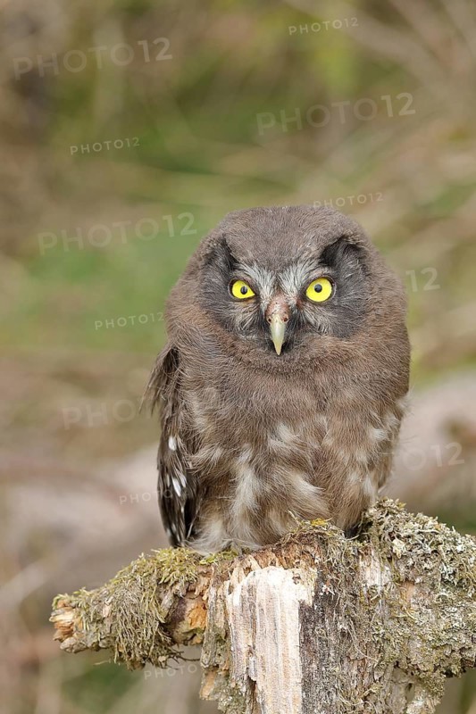 Tengmalm's owl (Aegolius funereus), young bird sitting on dead wood, animal portrait, Rothaargebirge, Rothaarsteig, North Rhine-Westphalia, Germany