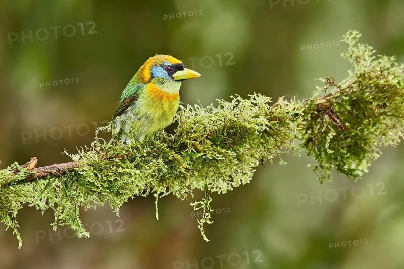 Red-headed Barbet (Eubucco bourcierii) female perched on a mossy branch, Ecuador