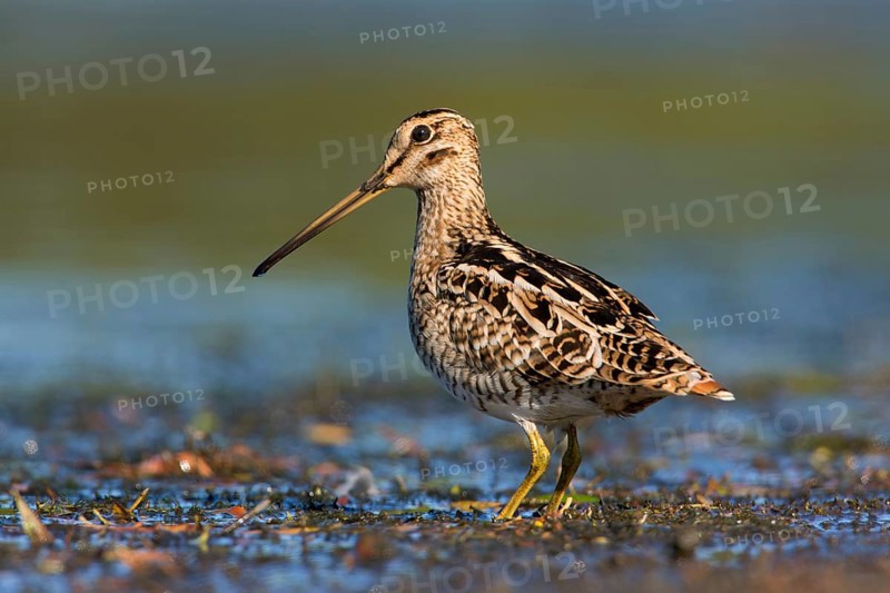 Latham's Snipe (Gallinago hardwickii) foraging, Victoria, Australia