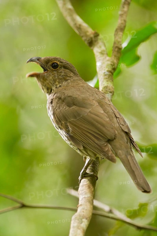 Tooth-billed Bowerbird (Scenopoeetes dentirostris) singing, Queensland, Australia