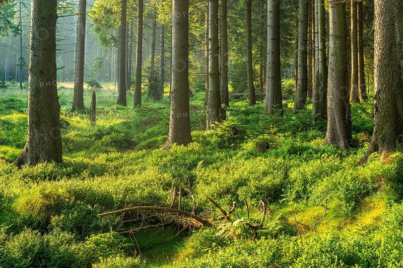 Untouched natural spruce forest in the warm light of the morning sun, blueberry bushes cover the soil, Harz National Park, Lower Saxony, Germany