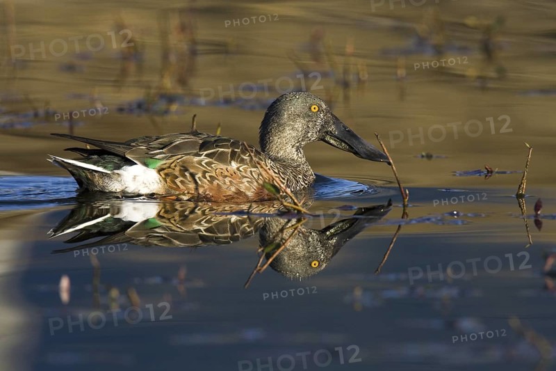 Northern Shoveler (Spatula clypeata) male, Madrid, Spain