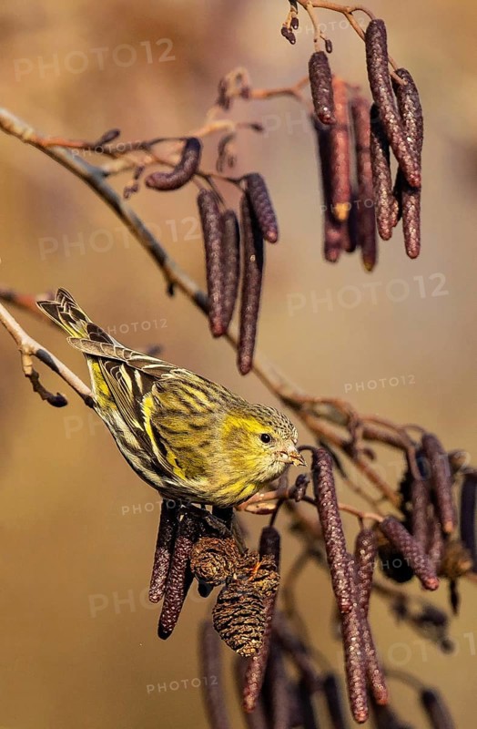 Eurasian Siskin (Spinus spinus) female perched on a branch, Baden-Wuerttemberg, Germany