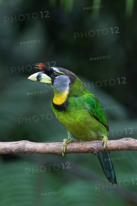 Fire-tufted Barbet (Psilopogon pyrolophus) perched on a branch, Pahang, Malaysia