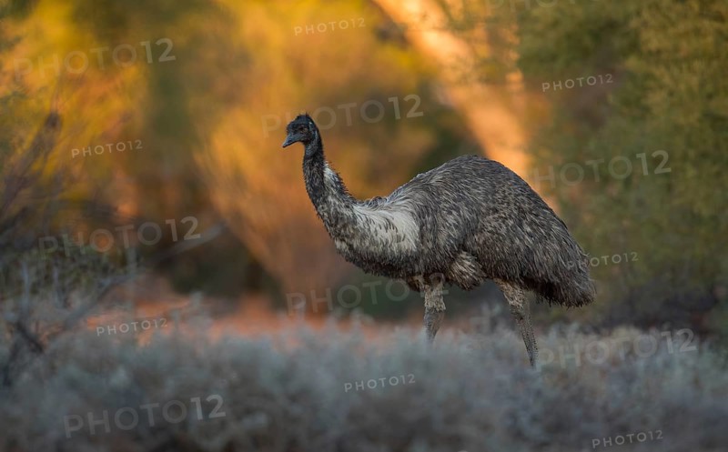 Emu (Dromaius novaehollandiae), Queensland, Australia