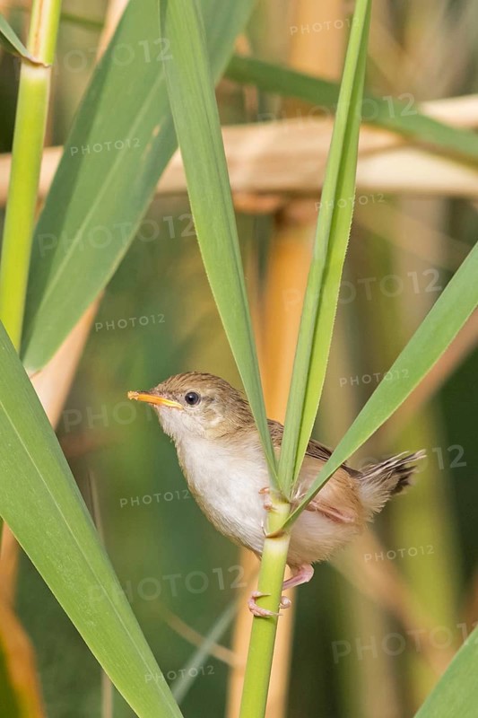 Striped Prinia, Prinia gracilis, Israel