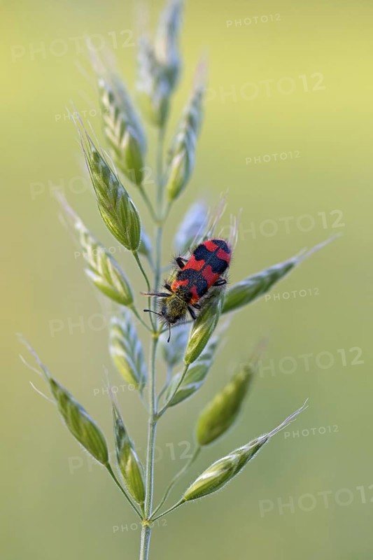 Shaggy bee beetle, (richodes alvearius), colourful beetle, beetle, bee wolf, insect, macro, Viernheimer Heide, Viernheim, Hesse, Germany
