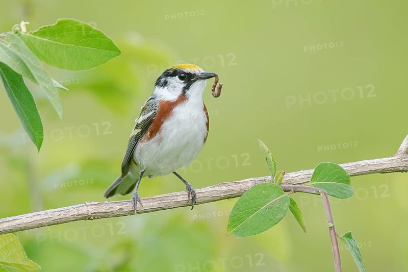 Chestnut-sided Warbler (Setophaga pensylvanica) with a caterpillar in its beak, Minnesota, USA