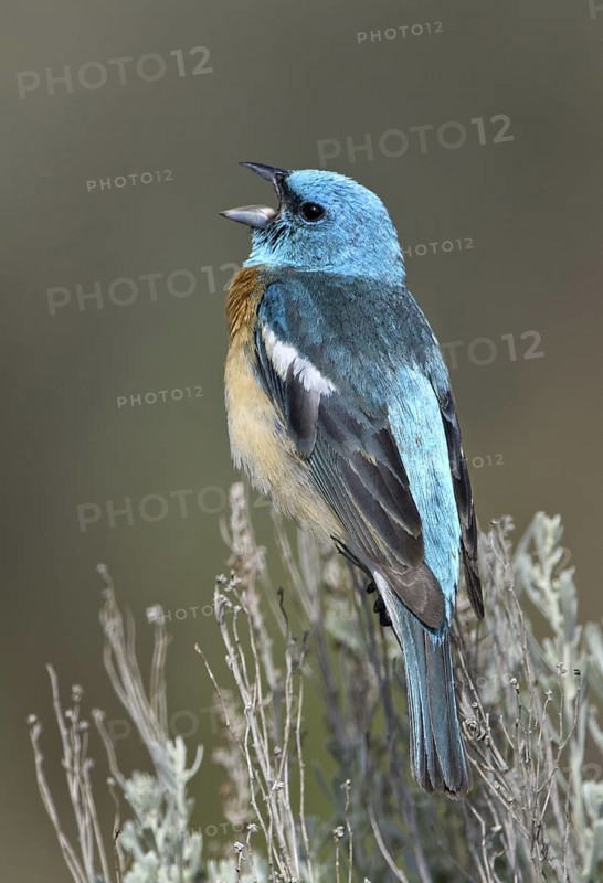 Lazuli Bunting (Passerina amoena) singing, Washington, USA
