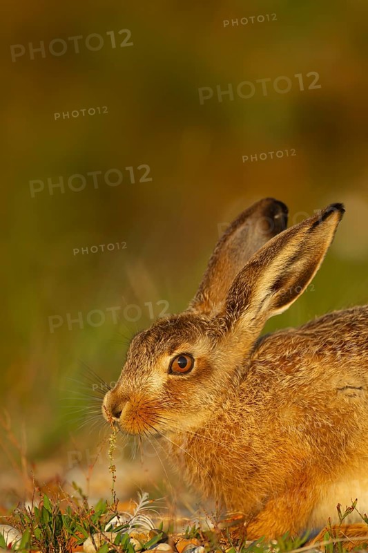 European brown hare (Lepus europaeus) juvenile baby leveret animal feeding in grassland in the summer, England, United Kingdom
