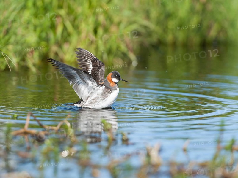 Red-necked Phalarope (Phalaropus lobatus) female bathing, Iceland