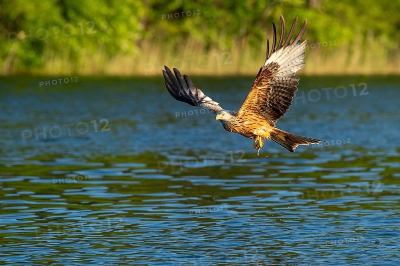 Red kite (Milvus milvus) in flight, Feldberger Seenlandschaft, Mecklenburg-Western Pomerania, Germany