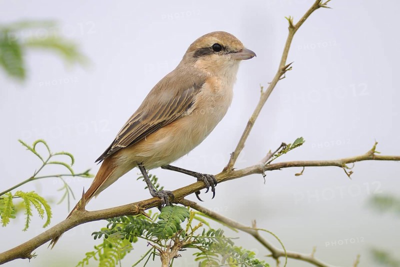 Red-tailed Shrike (Lanius phoenicuroides), India