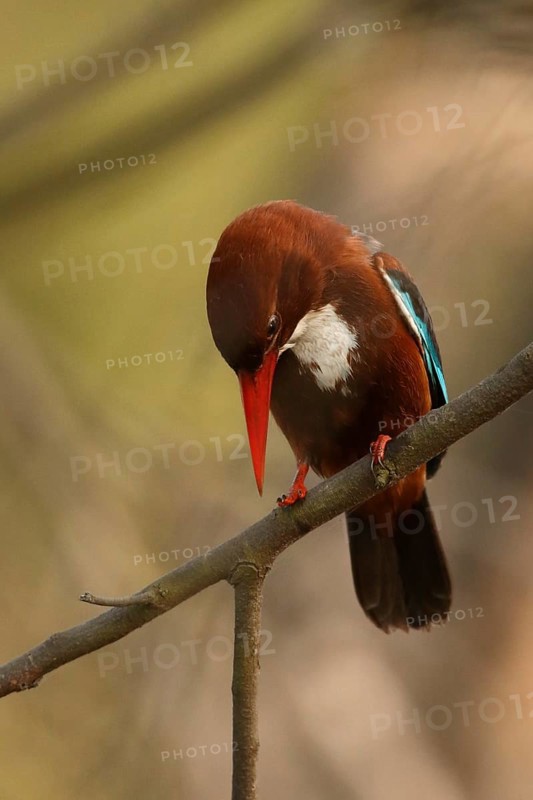 White-throated Kingfisher (Halcyon smyrnensis), Rajasthan, India
