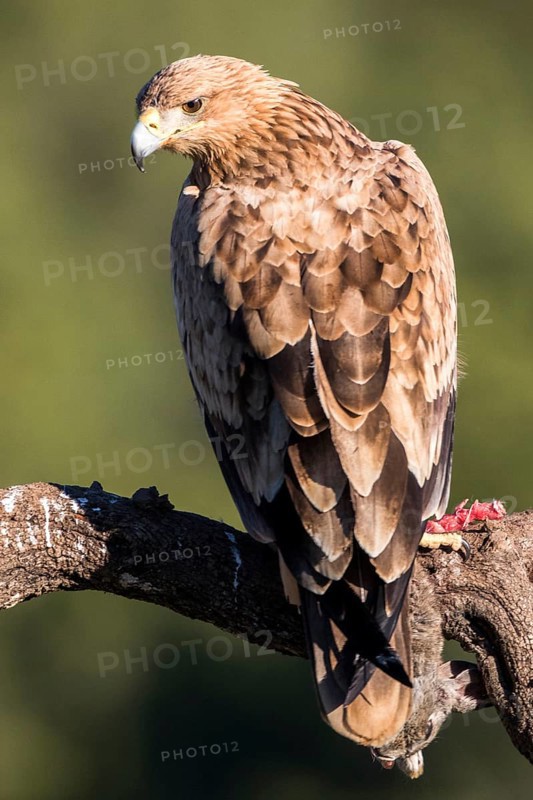 Spanish Imperial Eagle (Aquila adalberti) juvenile perched on a branch, Andalusia, Spain