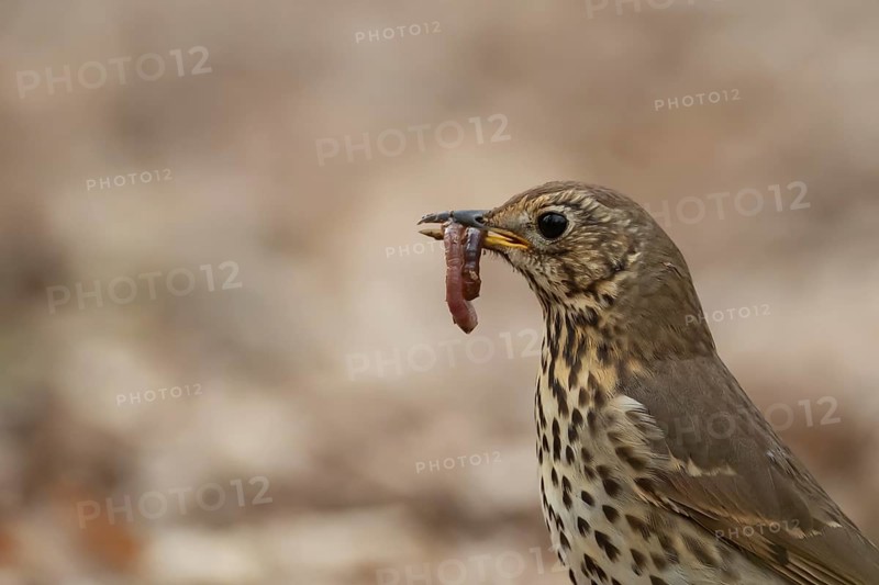 Song thrush (Turdus philomelos) adult garden bird with a worm for food in its beak in spring, England, United Kingdom
