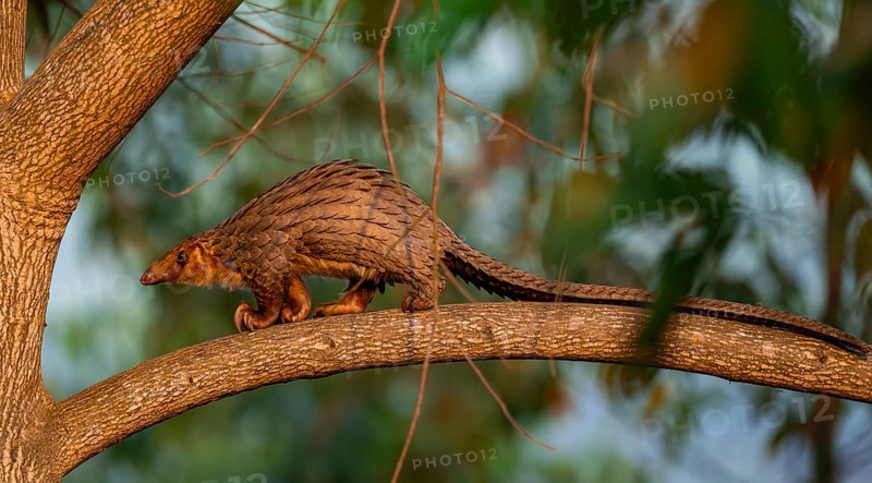 Pangolin climbing a tree, White-bellied pangolin (Phataginus tricuspis, Manis tricuspis), Western Region, Pangolin Rescue Centre, Uganda