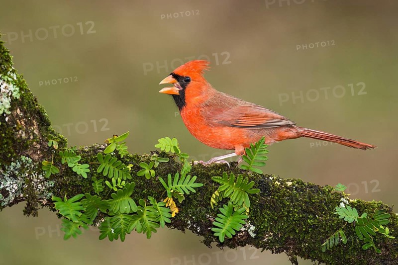 Northern Cardinal (Cardinalis cardinalis) male perched on a twig, Texas, USA