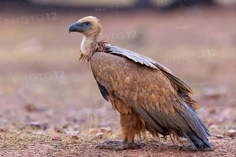 Griffon vulture, (Gyps fulvus), animals, birds, vultures, alworld vulture, hawk family, Sierra de San Pedro, Herreruela, Extremadura, Spain