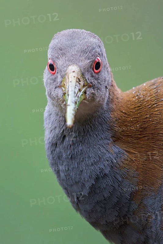 Slaty-breasted Wood-Rail (Aramides saracura) on the ground in the Atlantic rainforest of southeast Brazil