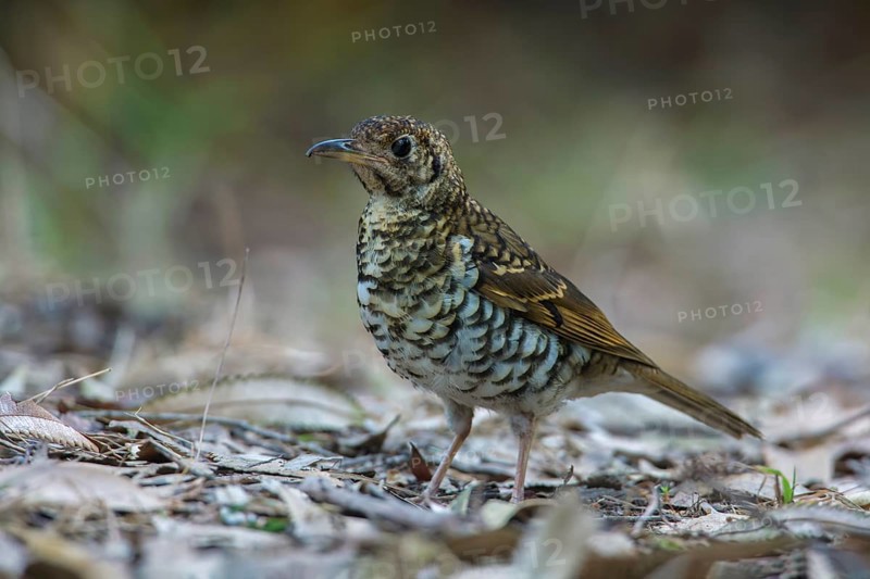 Bassian Thrush (Zoothera lunulata lunulata) perched on the ground, Victoria, Australia