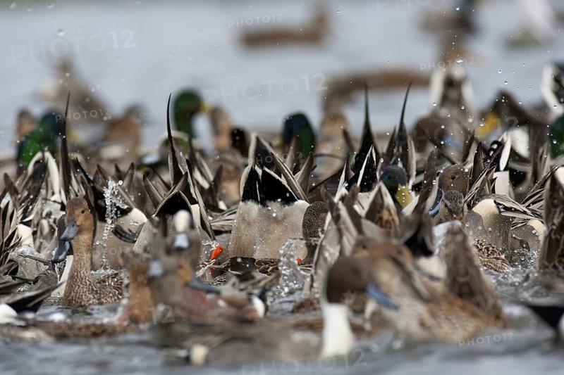 Northern Pintail (Anas acuta) female