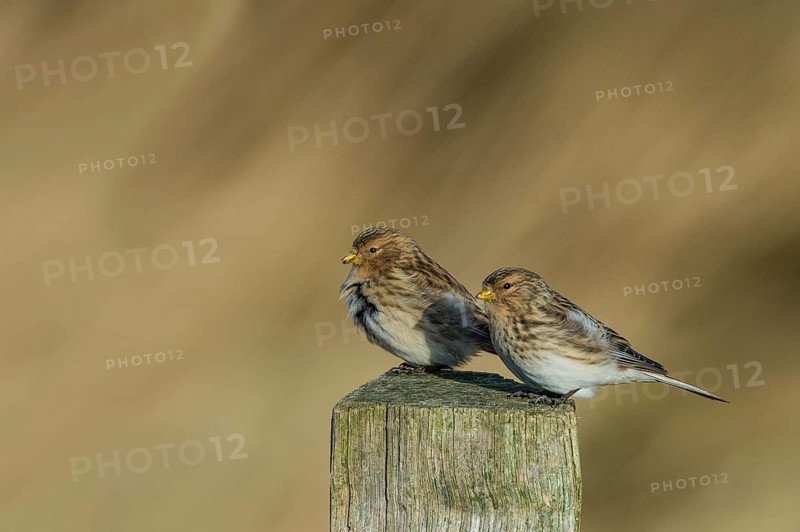 Twite (Linaria flavirostris), Schleswig-Holstein, Germany