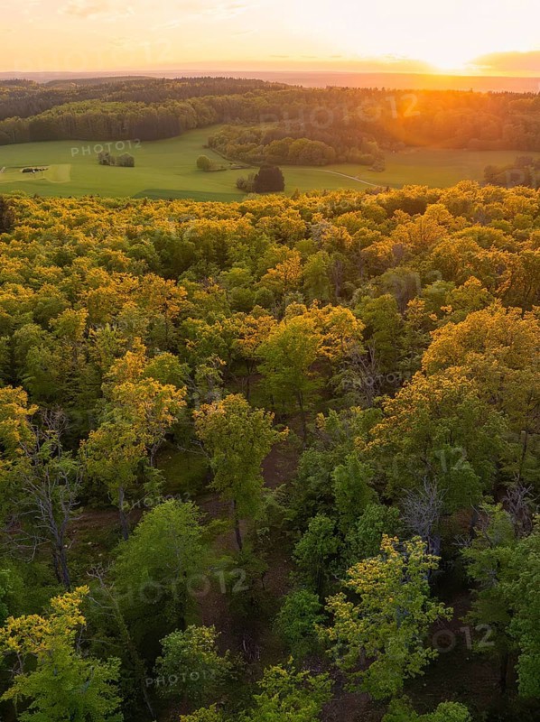 View over a dense forest and green fields in the golden light of sunset, forest pasture project, compensatory measure for the Hermann Hesse railway, Gechingen, district of Calw, Germany